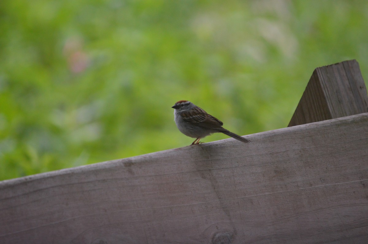Chipping Sparrow - ML619940485