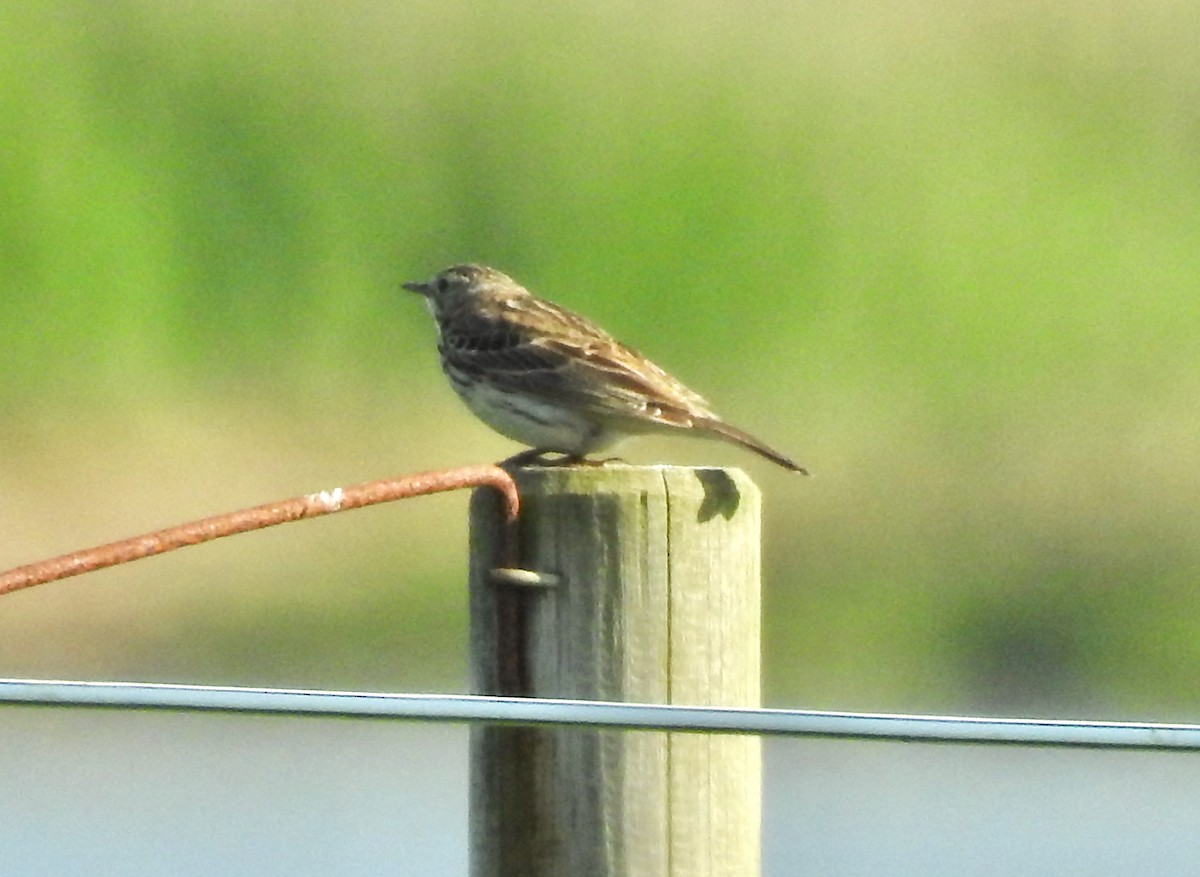 Meadow Pipit - ML619940498