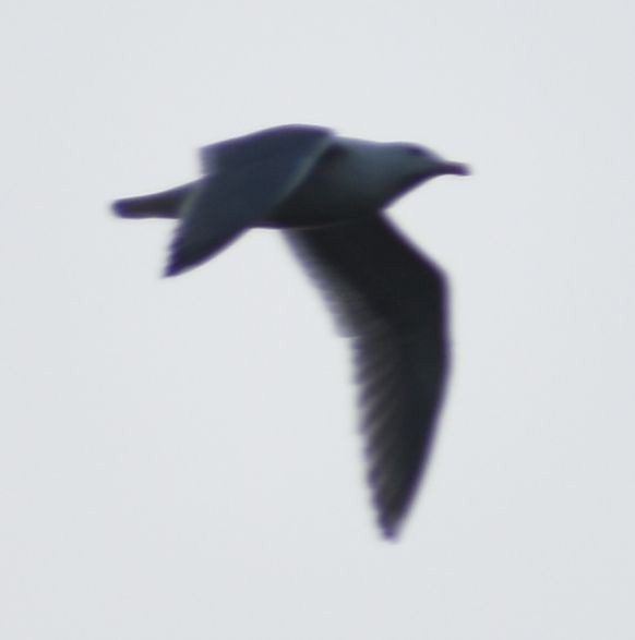 Западная x Серокрылая чайка (гибрид) - ML619940513