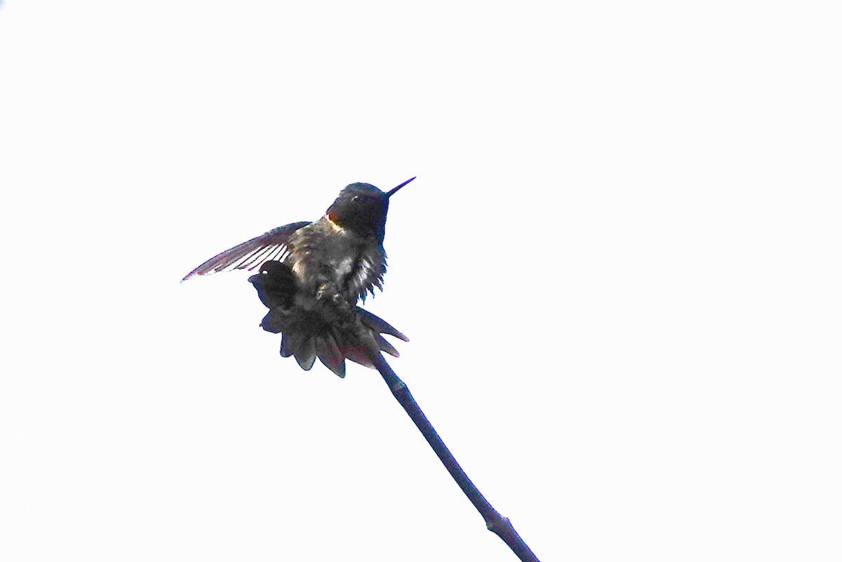 Ruby-throated Hummingbird - ML619940514