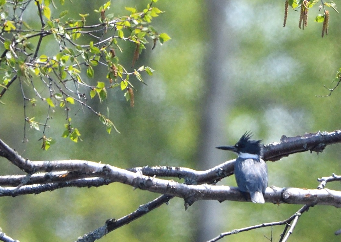 Belted Kingfisher - ML619940515