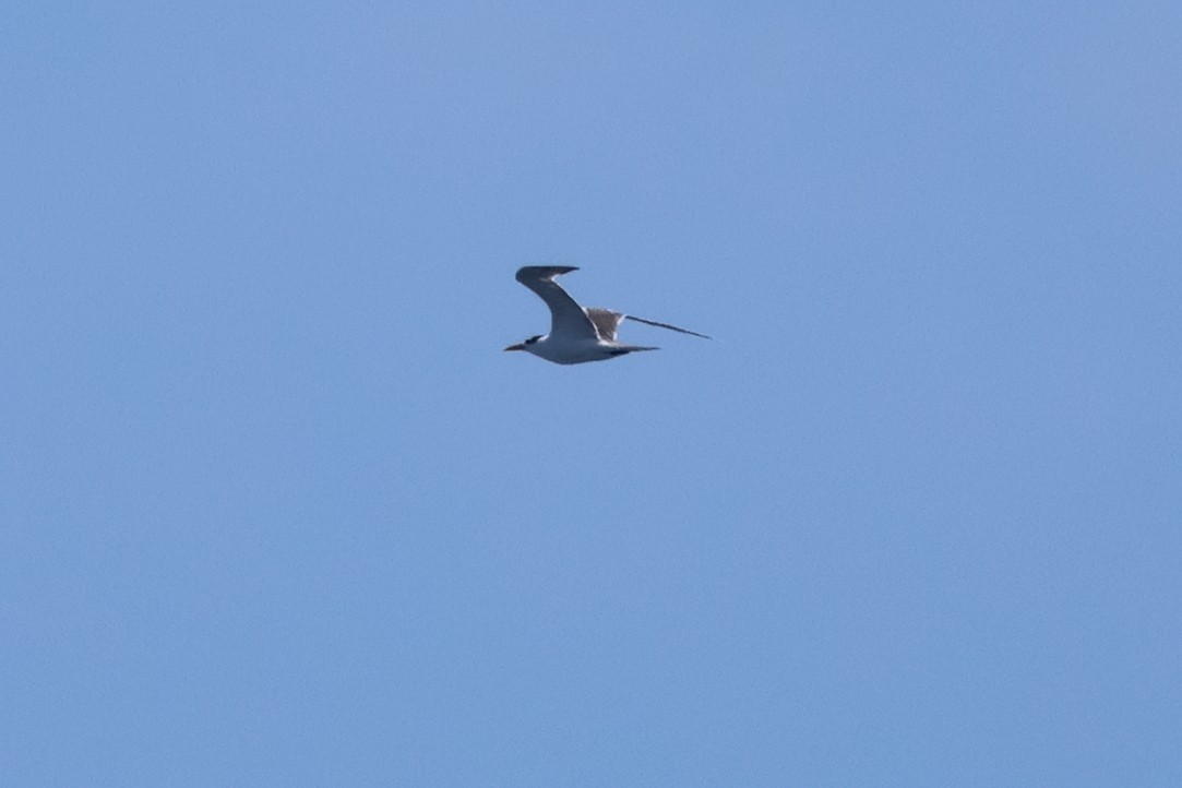 Great Crested Tern - ML619940529