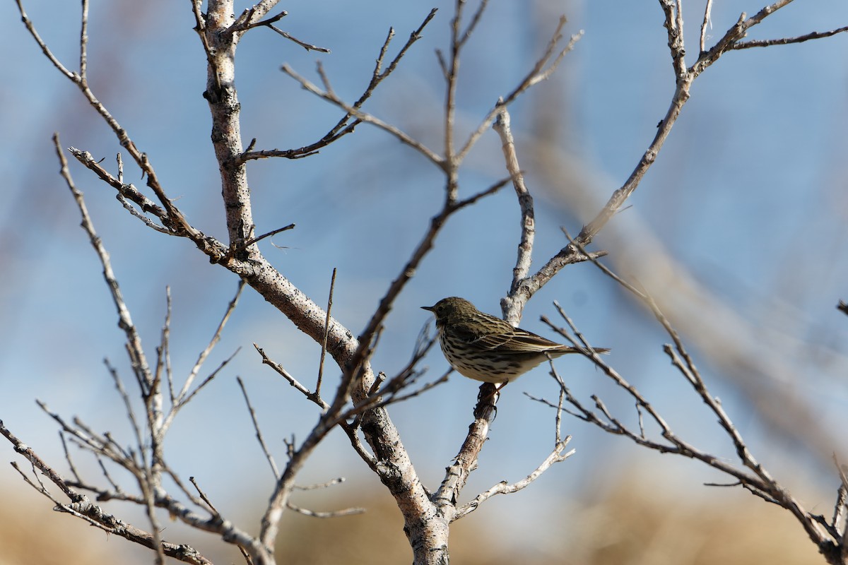 Meadow Pipit - ML619940530