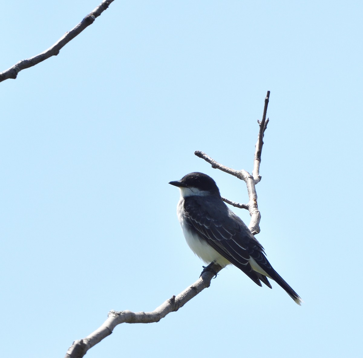 Eastern Kingbird - ML619940534