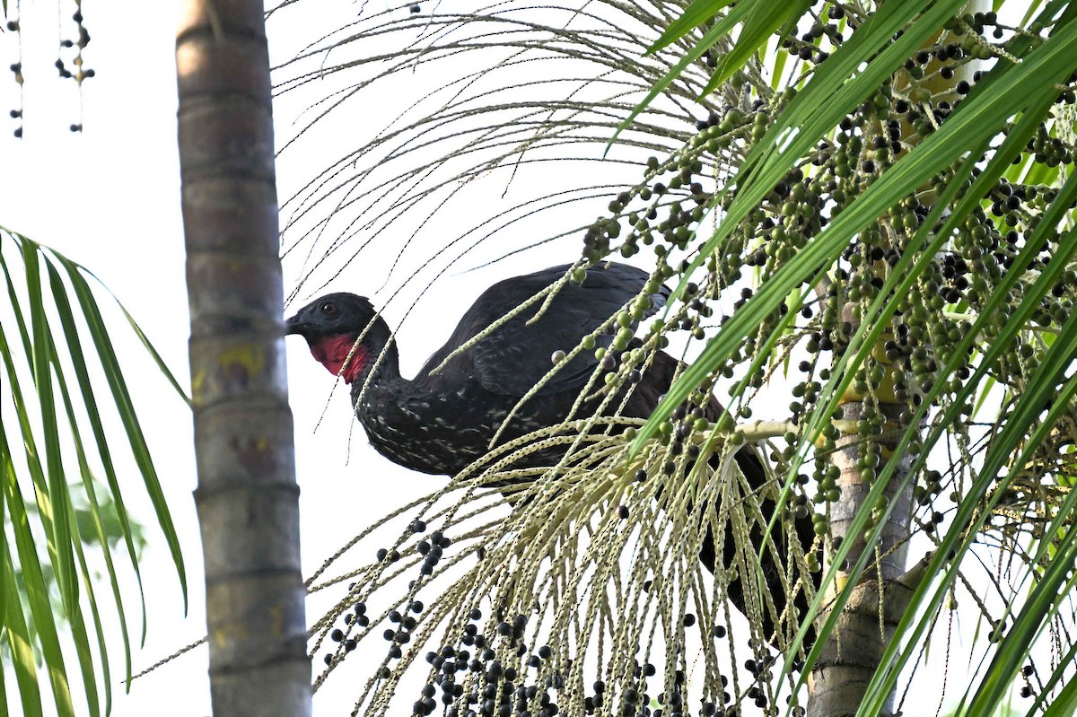 Crested Guan - ML619940541