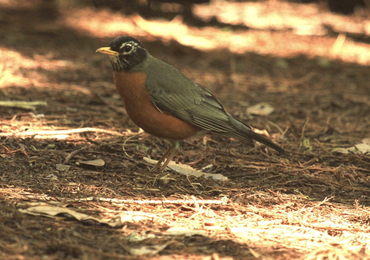 American Robin - ML619940548