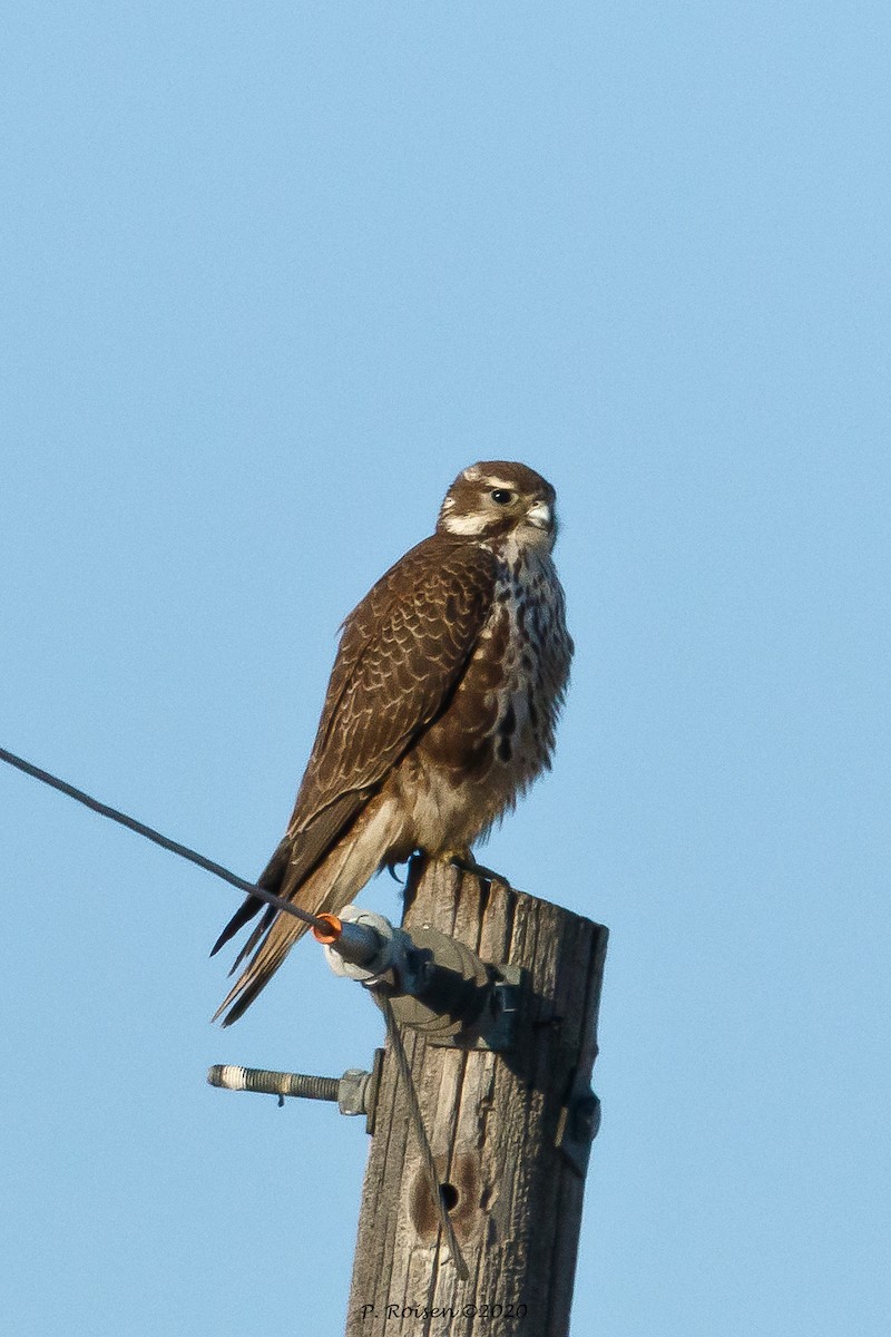 Prairie Falcon - ML619940570