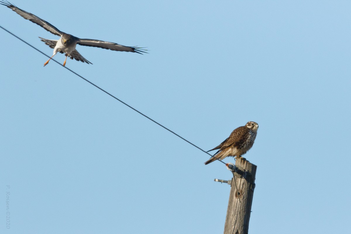 Prairie Falcon - ML619940571