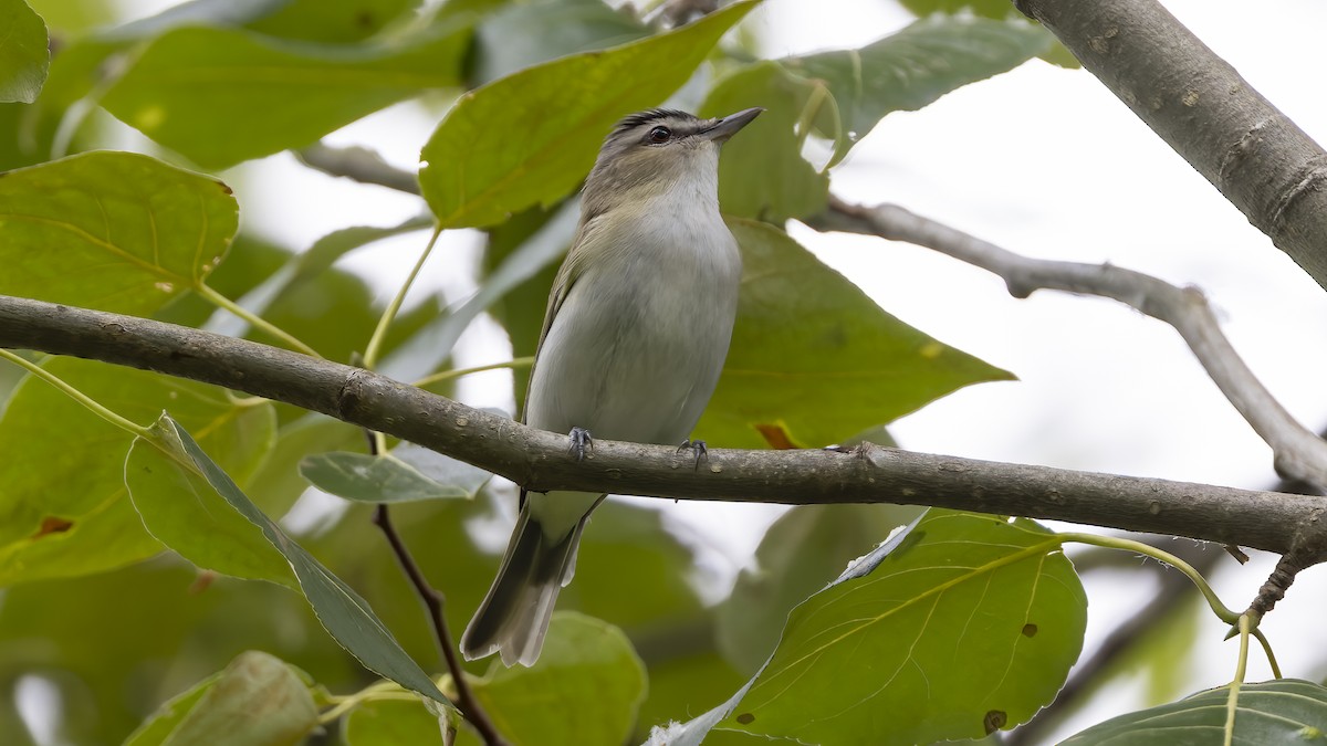 Red-eyed Vireo - ML619940578