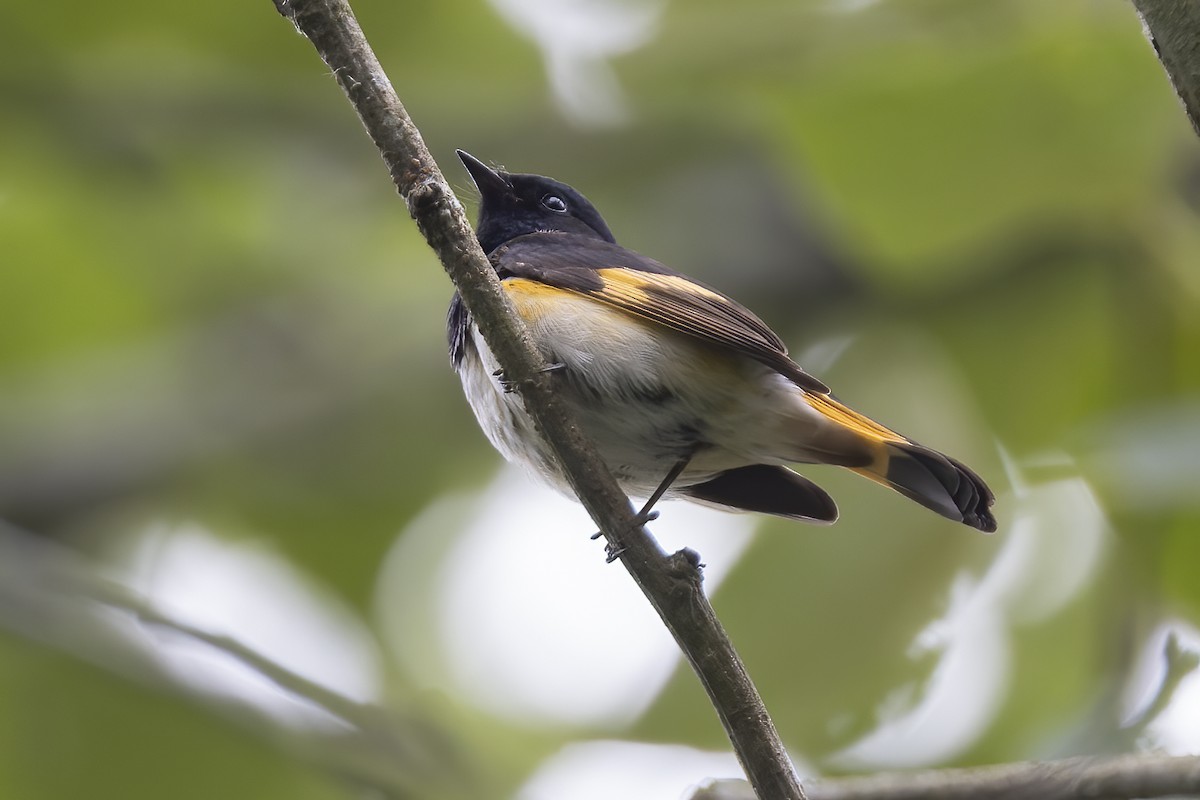 American Redstart - ML619940596