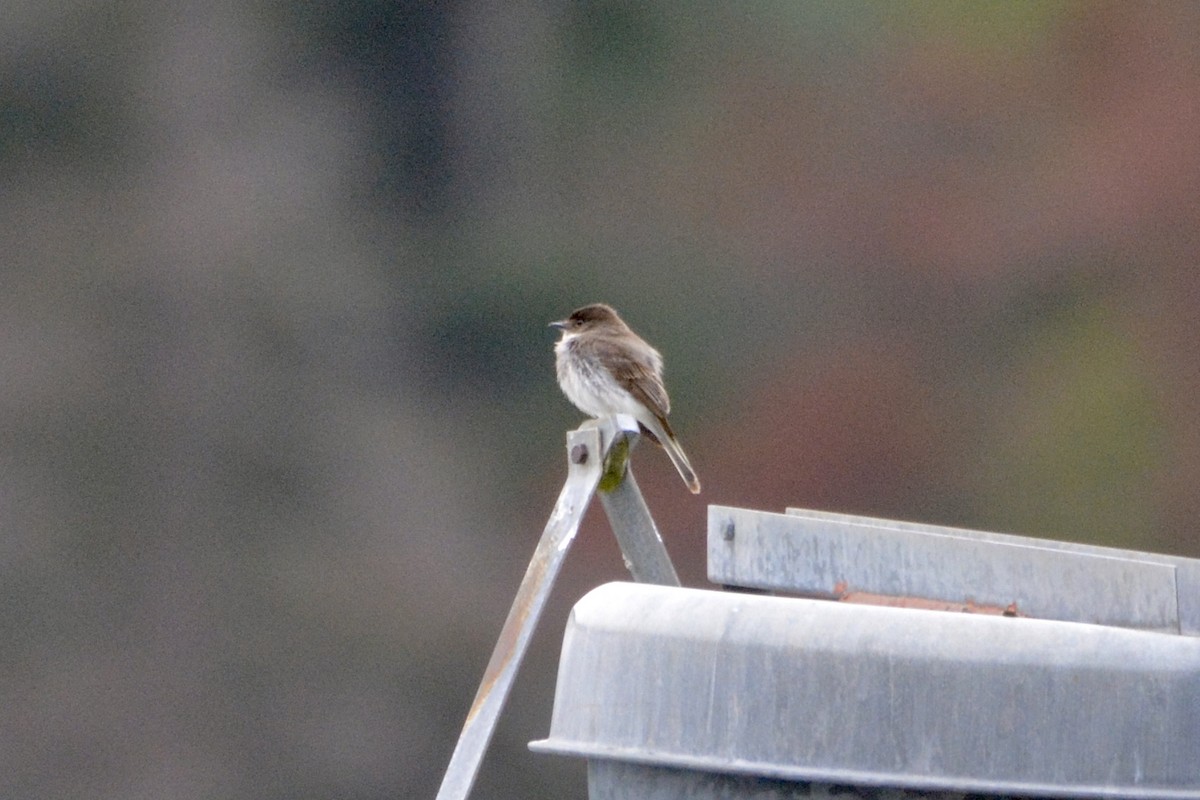 Eastern Phoebe - ML619940597