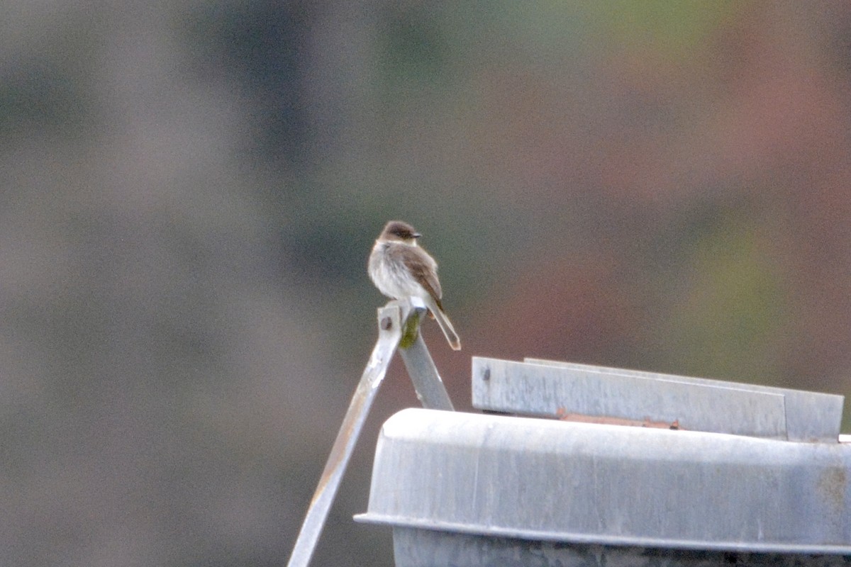 Eastern Phoebe - ML619940598