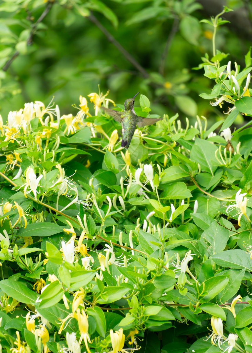 Ruby-throated Hummingbird - ML619940601