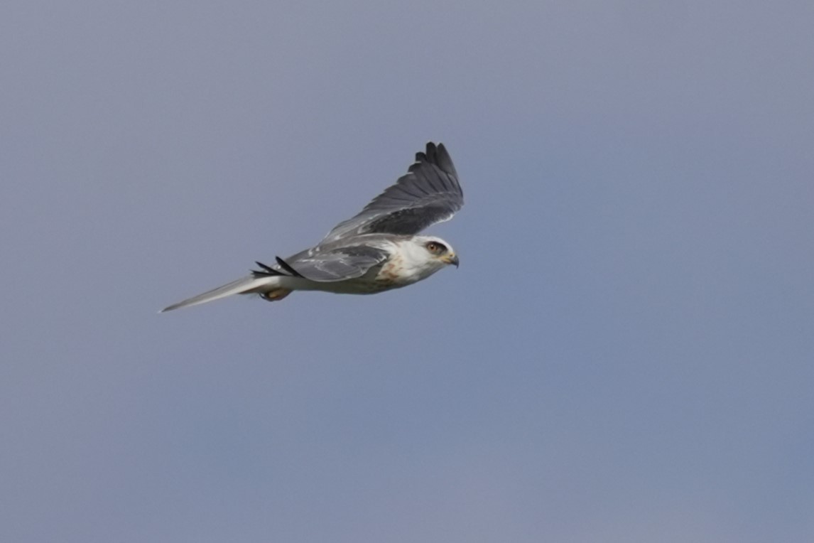 White-tailed Kite - ML619940604