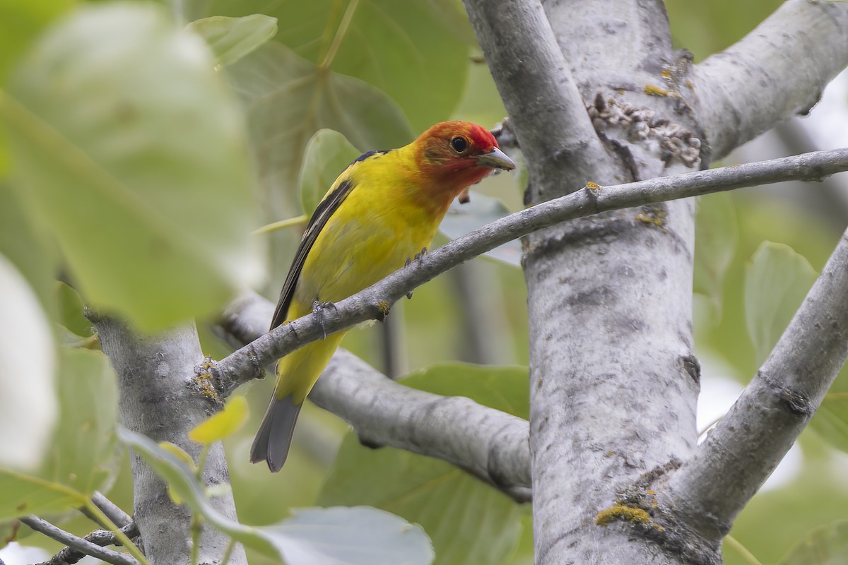 Western Tanager - ML619940608