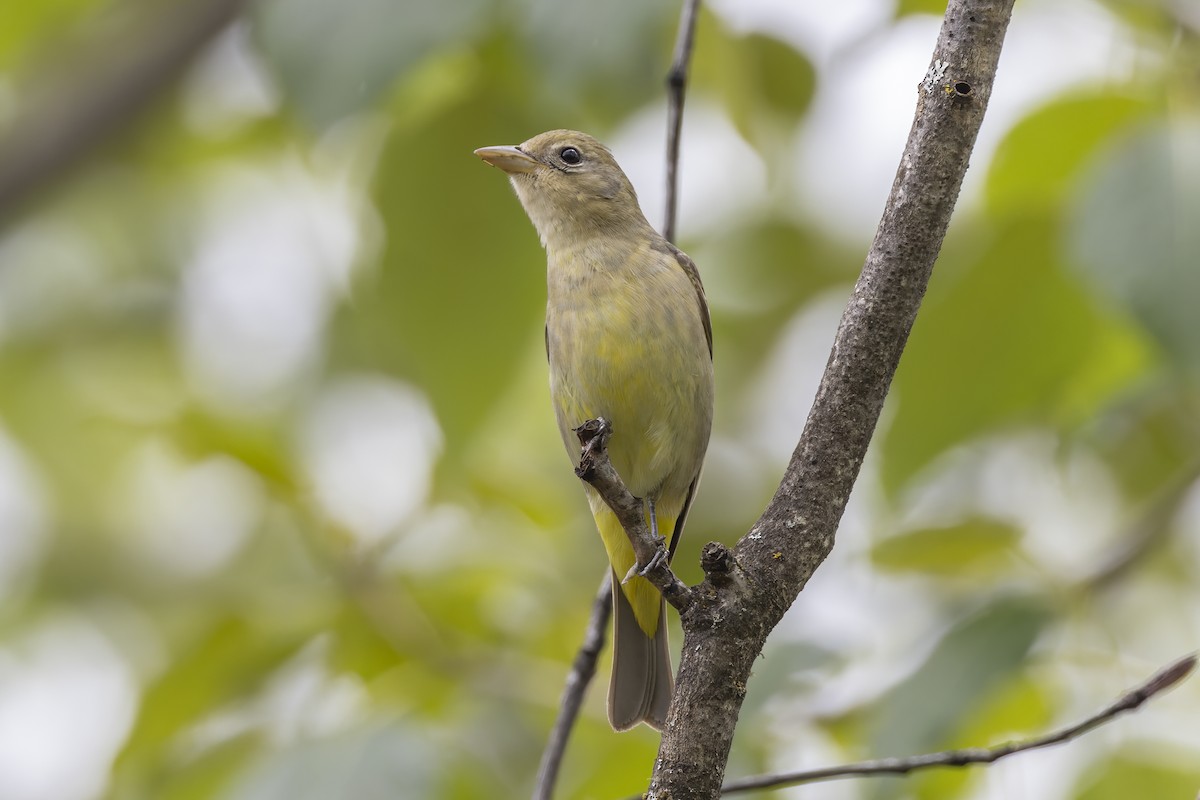 Western Tanager - ML619940609