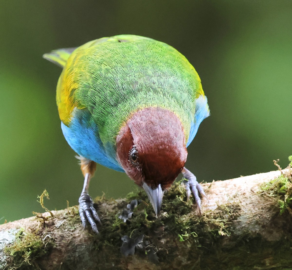 Bay-headed Tanager - ML619940613