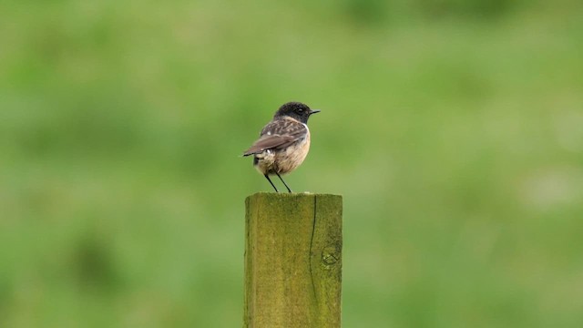 European Stonechat - ML619940645