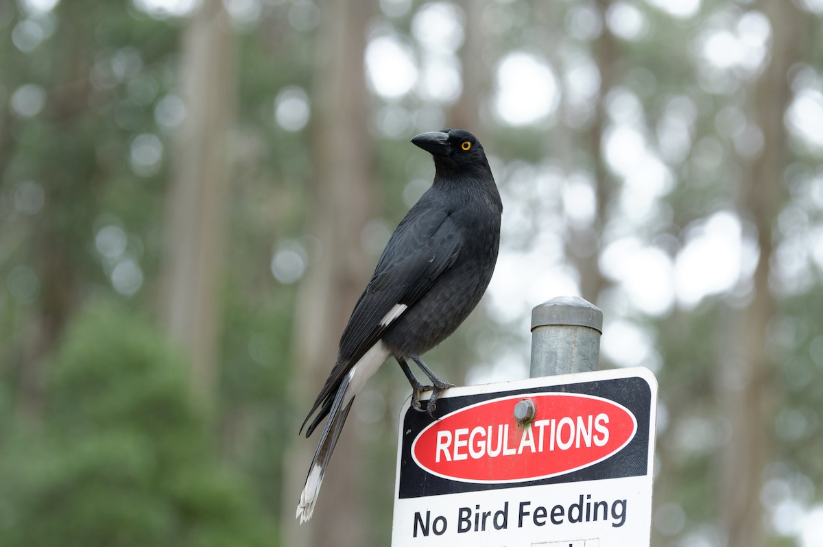 Pied Currawong - ML619940676