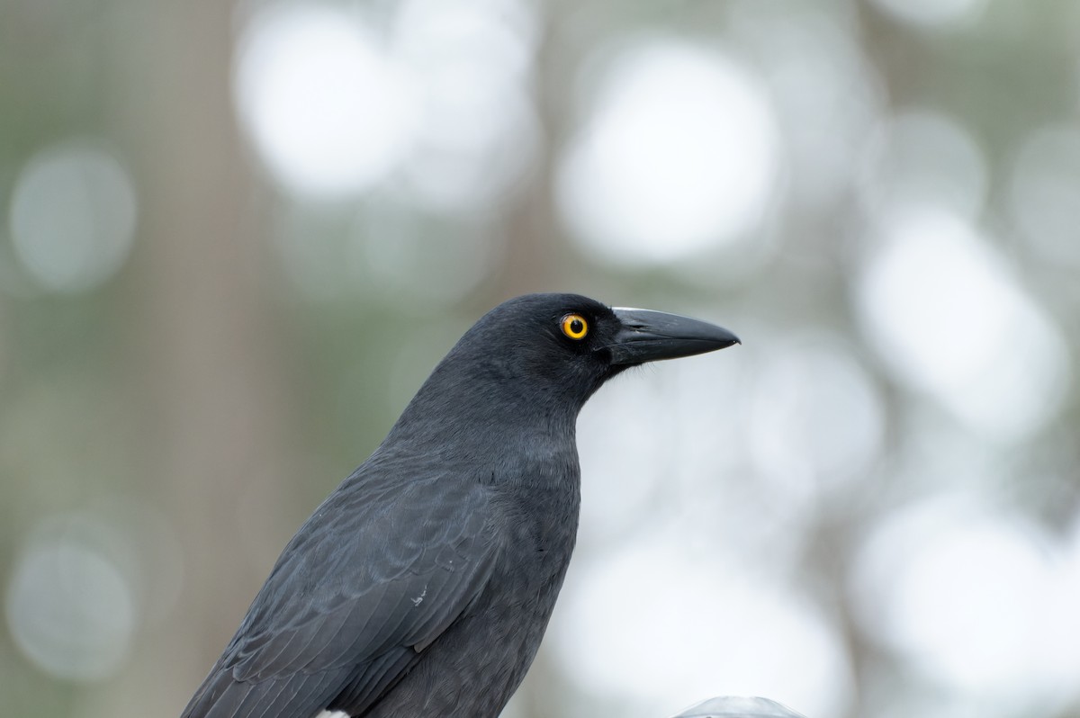 Pied Currawong - ML619940681