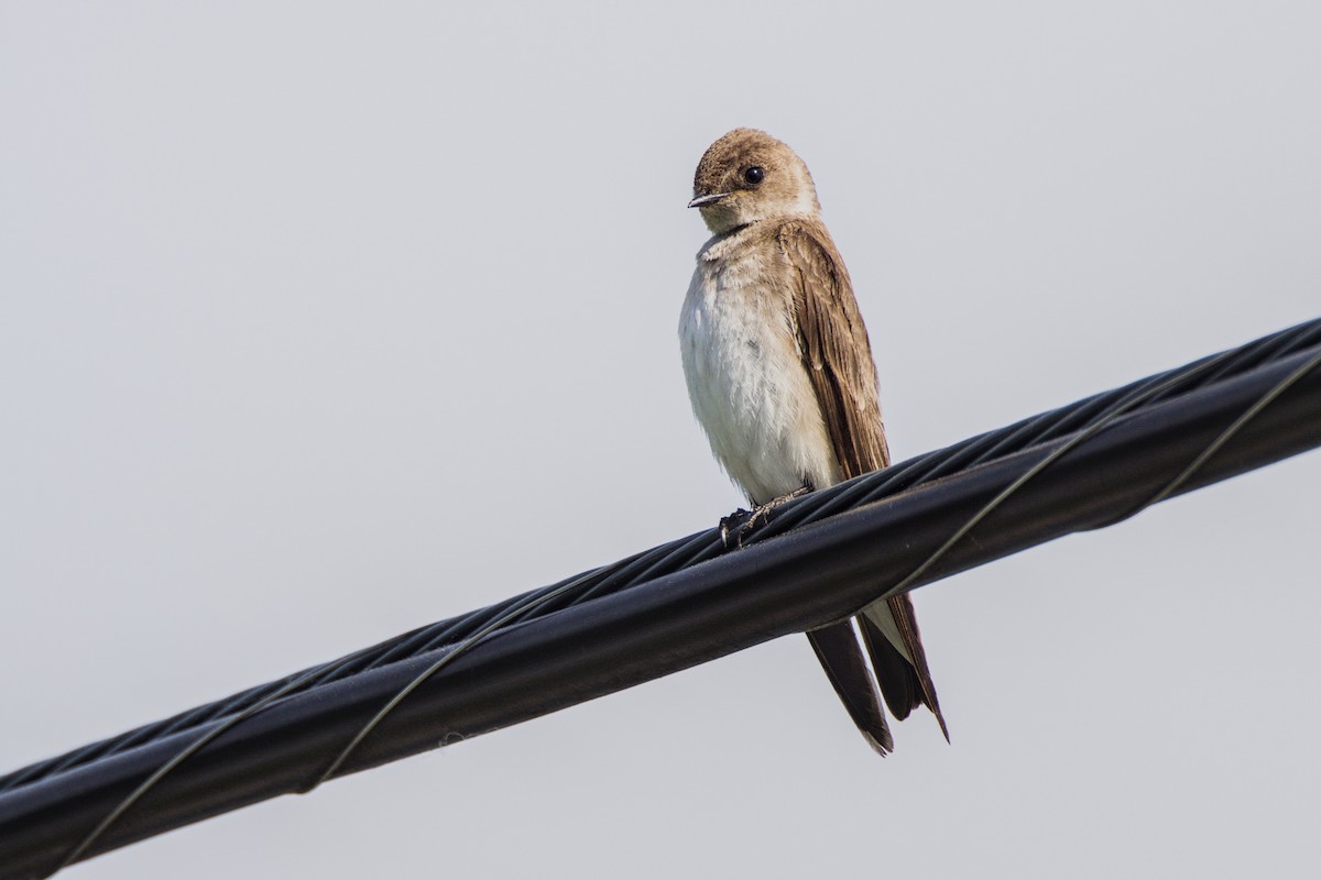 Northern Rough-winged Swallow - ML619940683