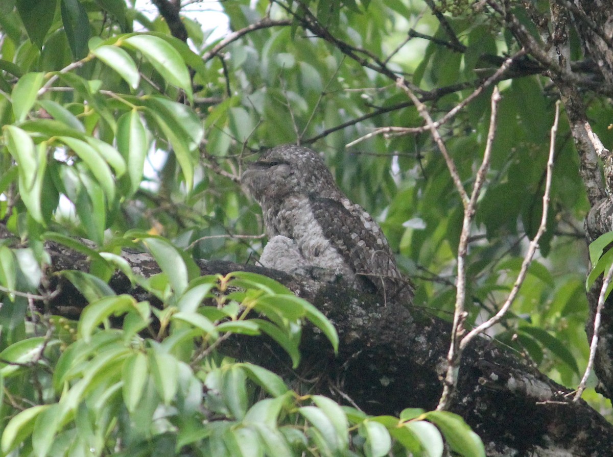 Papuan Frogmouth - ML619940685