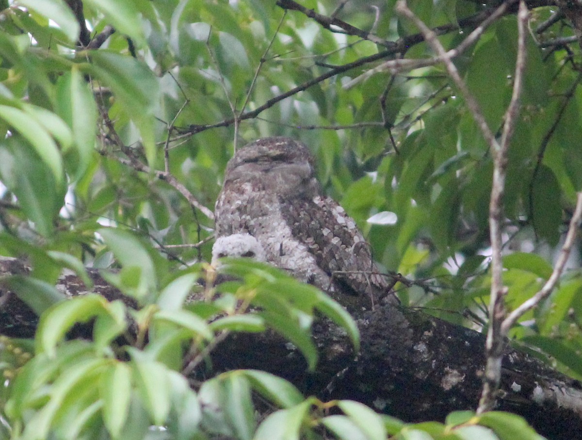 Papuan Frogmouth - ML619940686