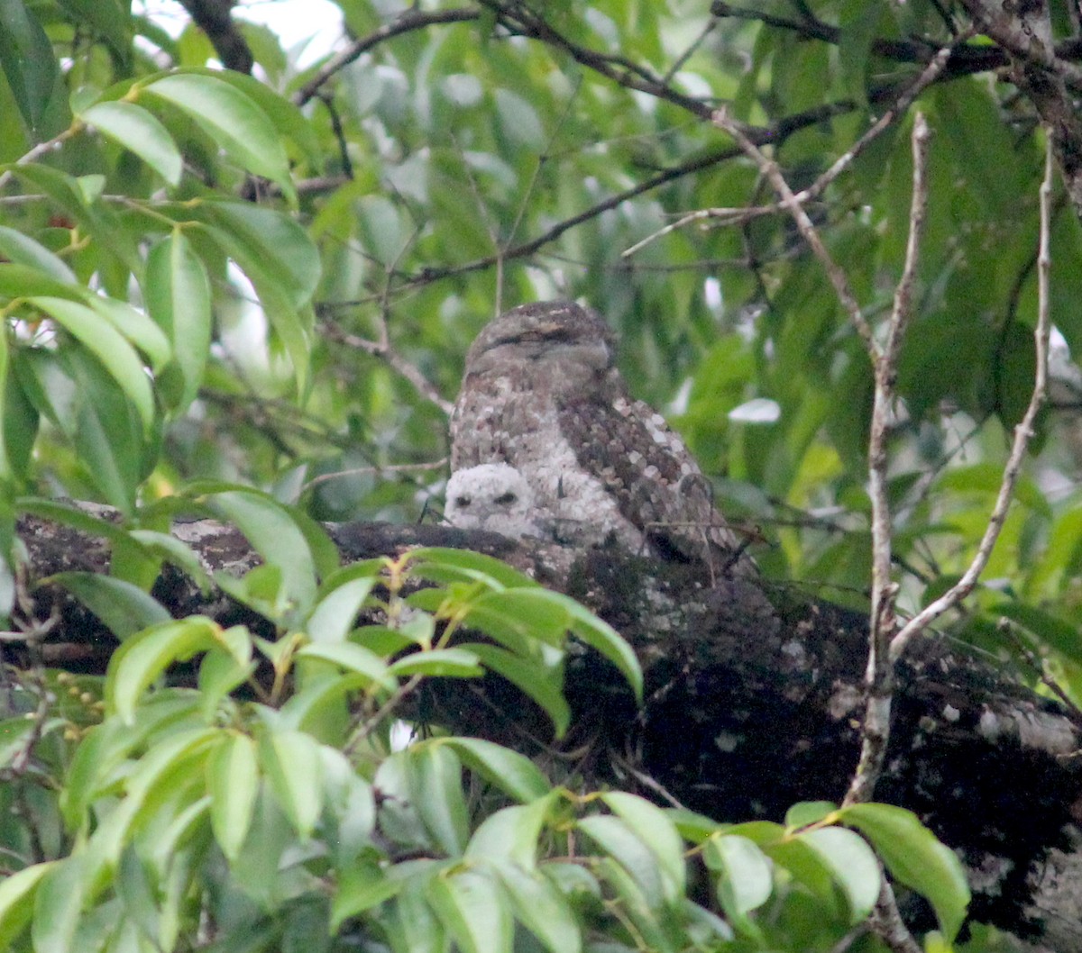 Papuan Frogmouth - ML619940687