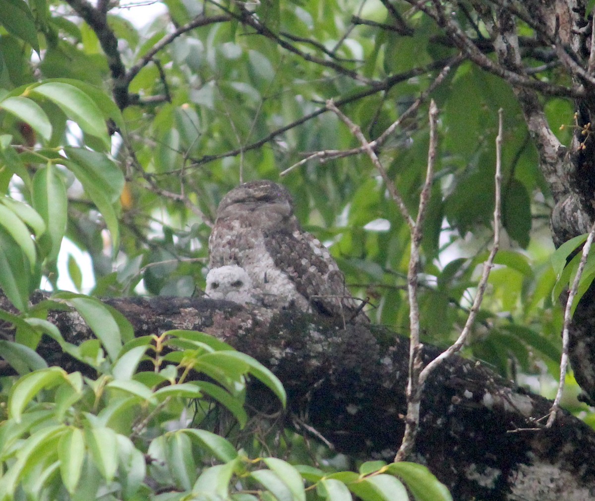 Papuan Frogmouth - ML619940688