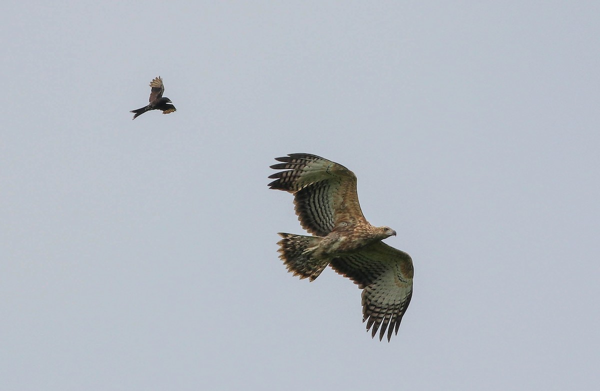 Changeable Hawk-Eagle - ML619940690