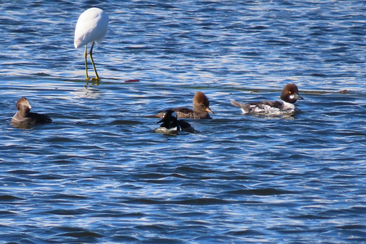 Common Goldeneye - ML619940695