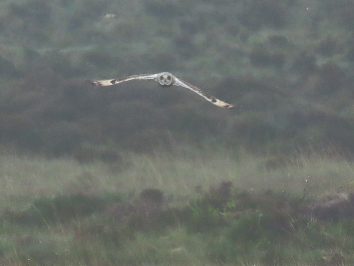 Short-eared Owl (Northern) - ML619940703