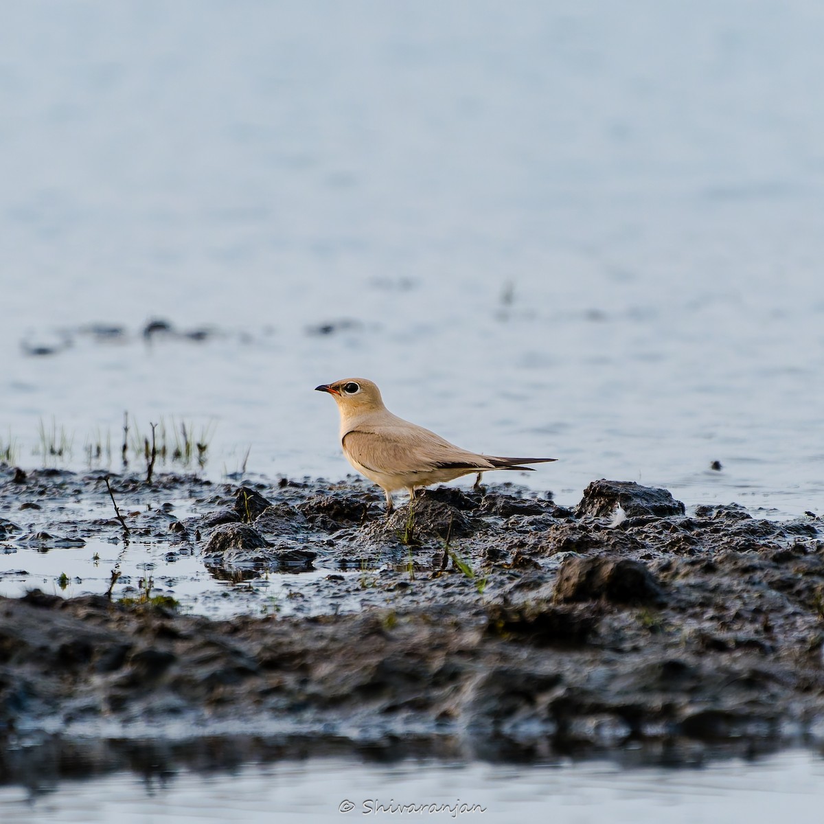 Small Pratincole - ML619940704