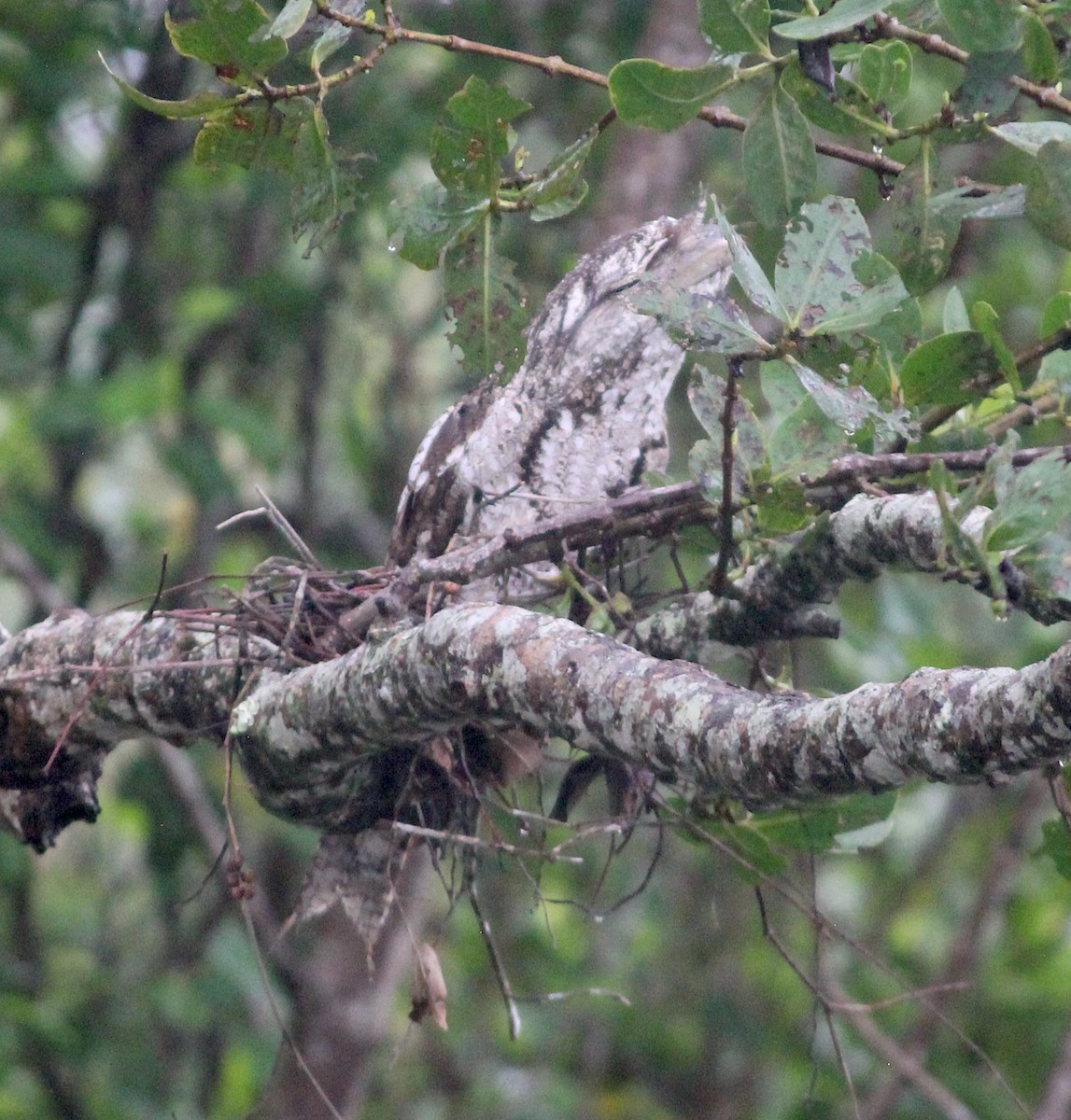 Papuan Frogmouth - ML619940707