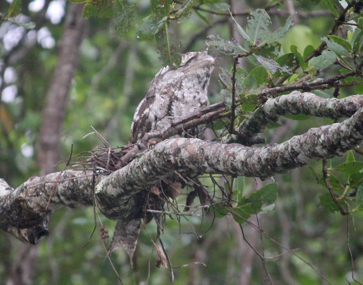 Papuan Frogmouth - ML619940708