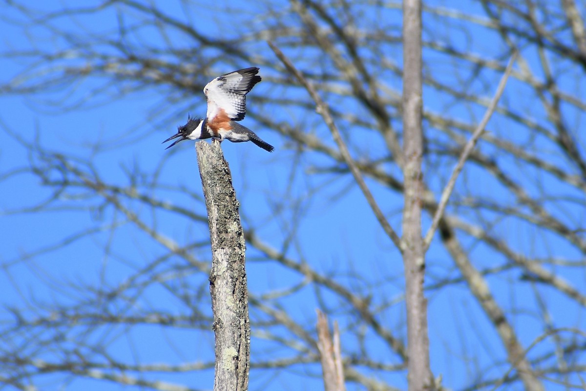 Belted Kingfisher - ML619940715