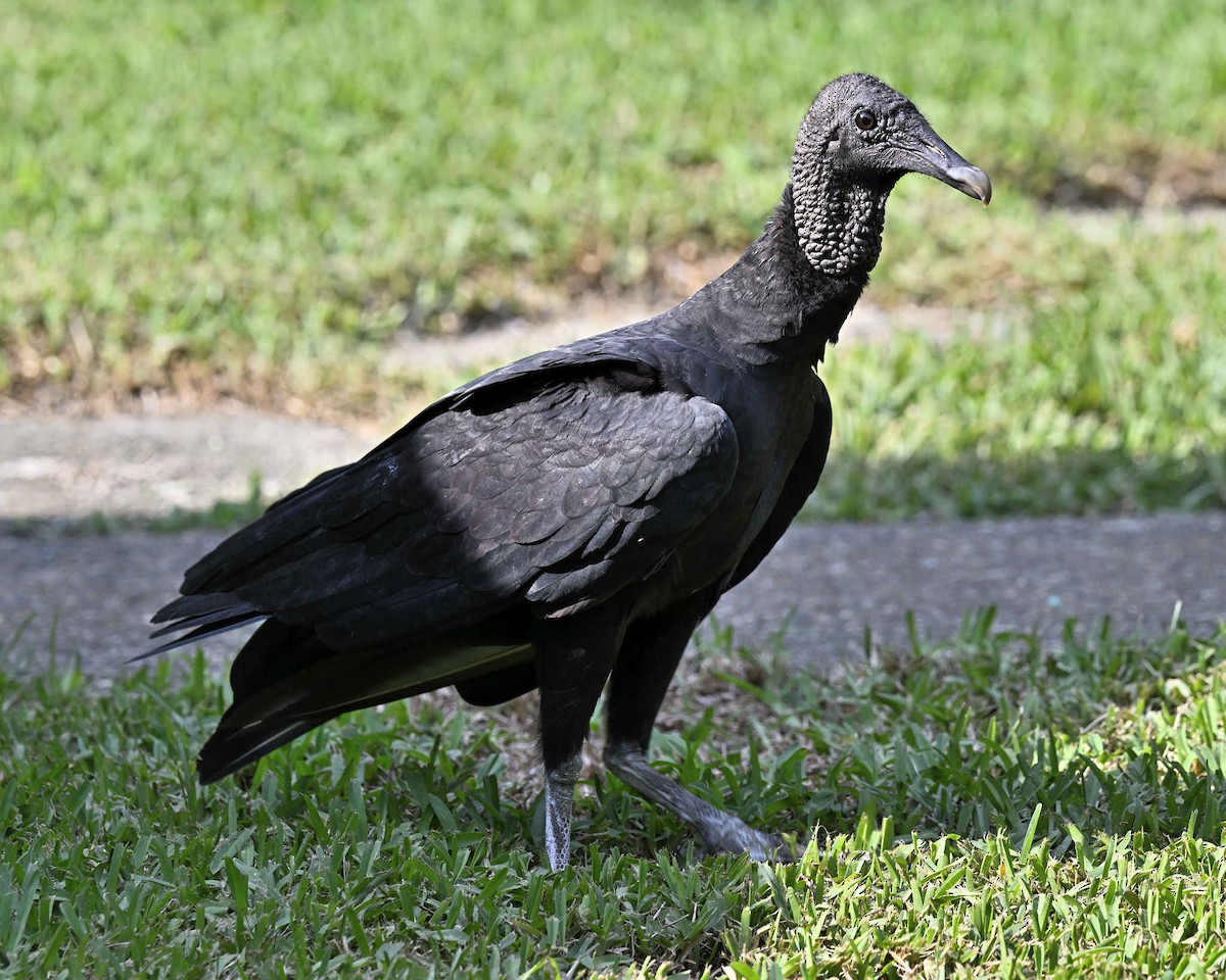 Black Vulture - ML619940727