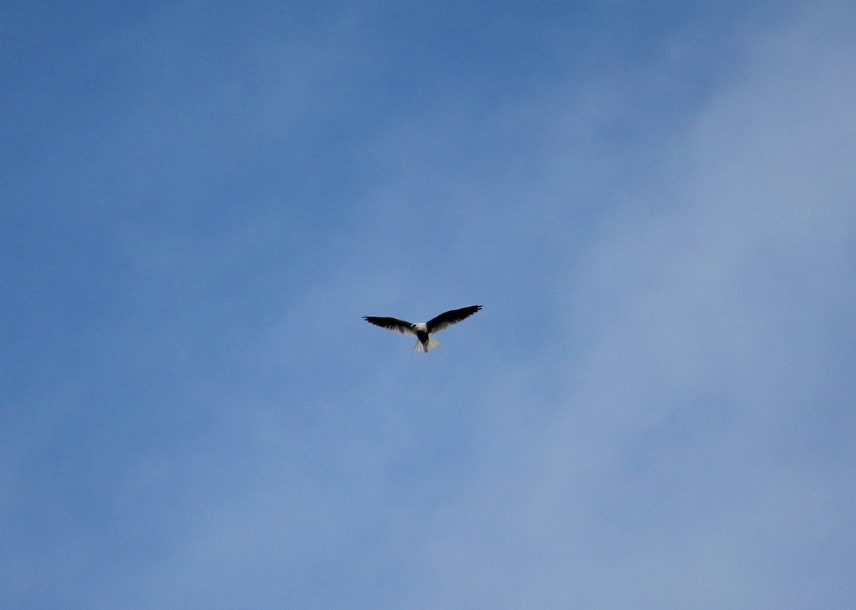 Black-shouldered Kite - ML619940736