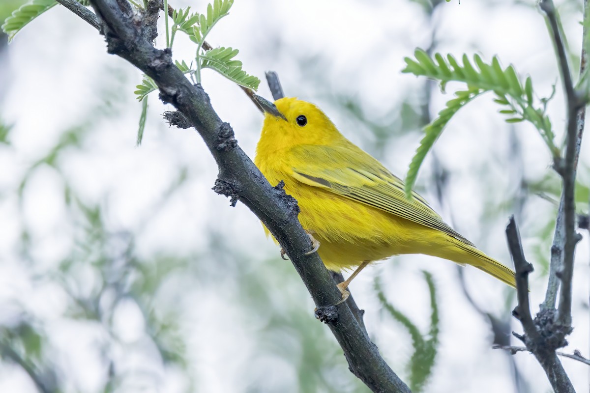 Paruline jaune - ML619940737