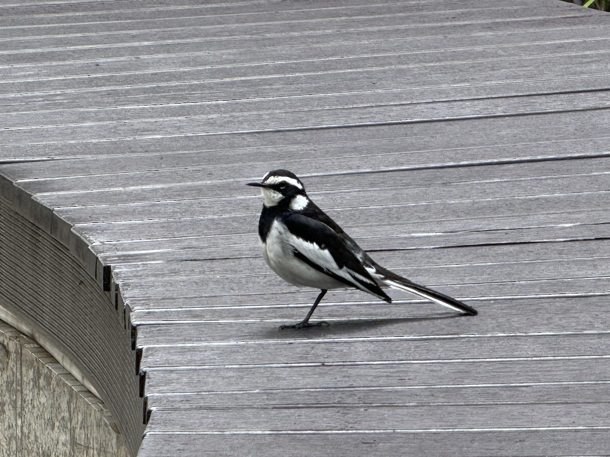 African Pied Wagtail - ML619940739