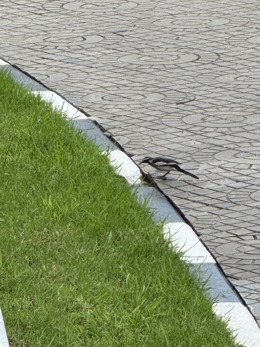 African Pied Wagtail - ML619940740