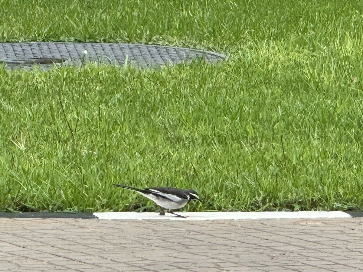 African Pied Wagtail - ML619940741