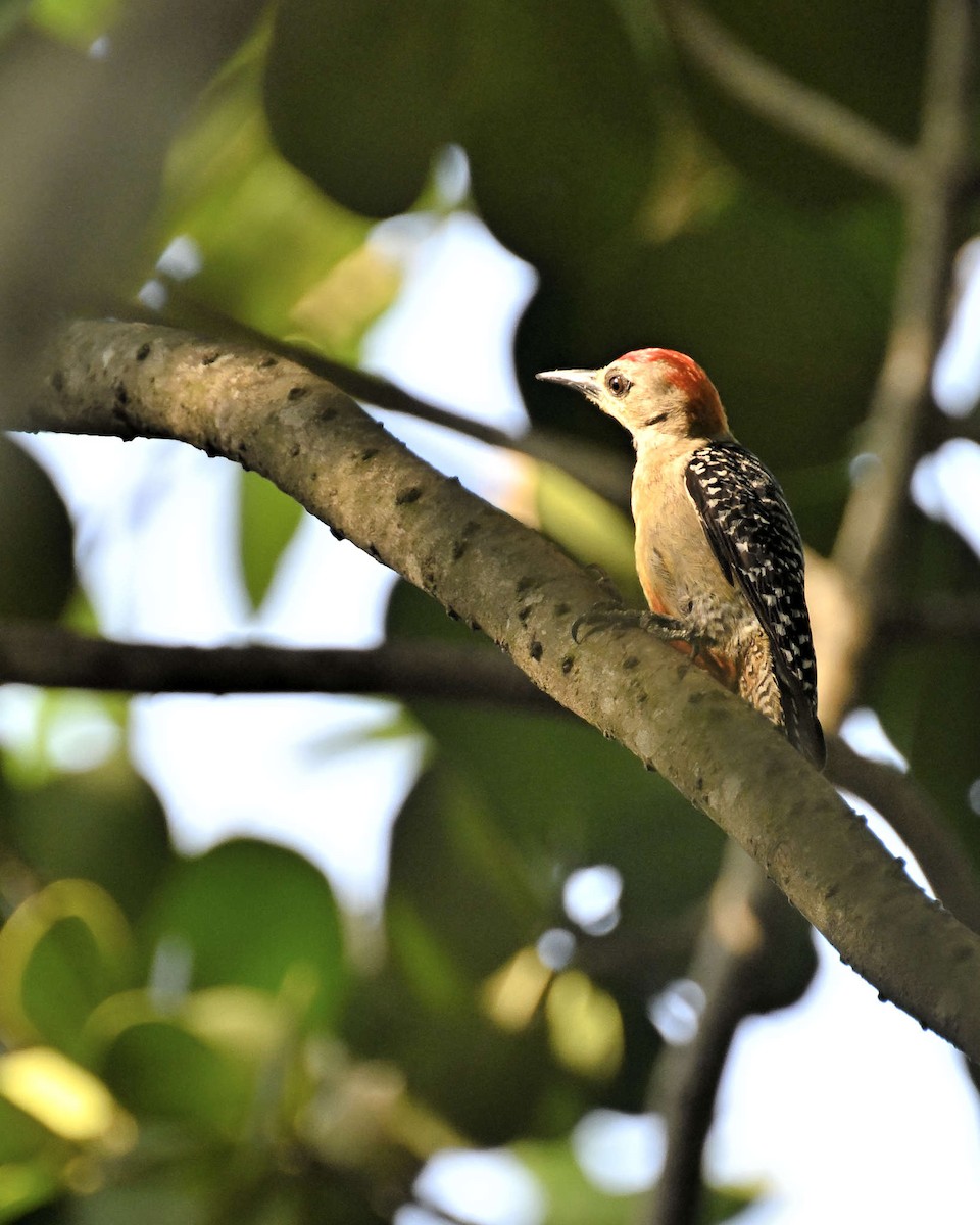 Red-crowned Woodpecker - ML619940742