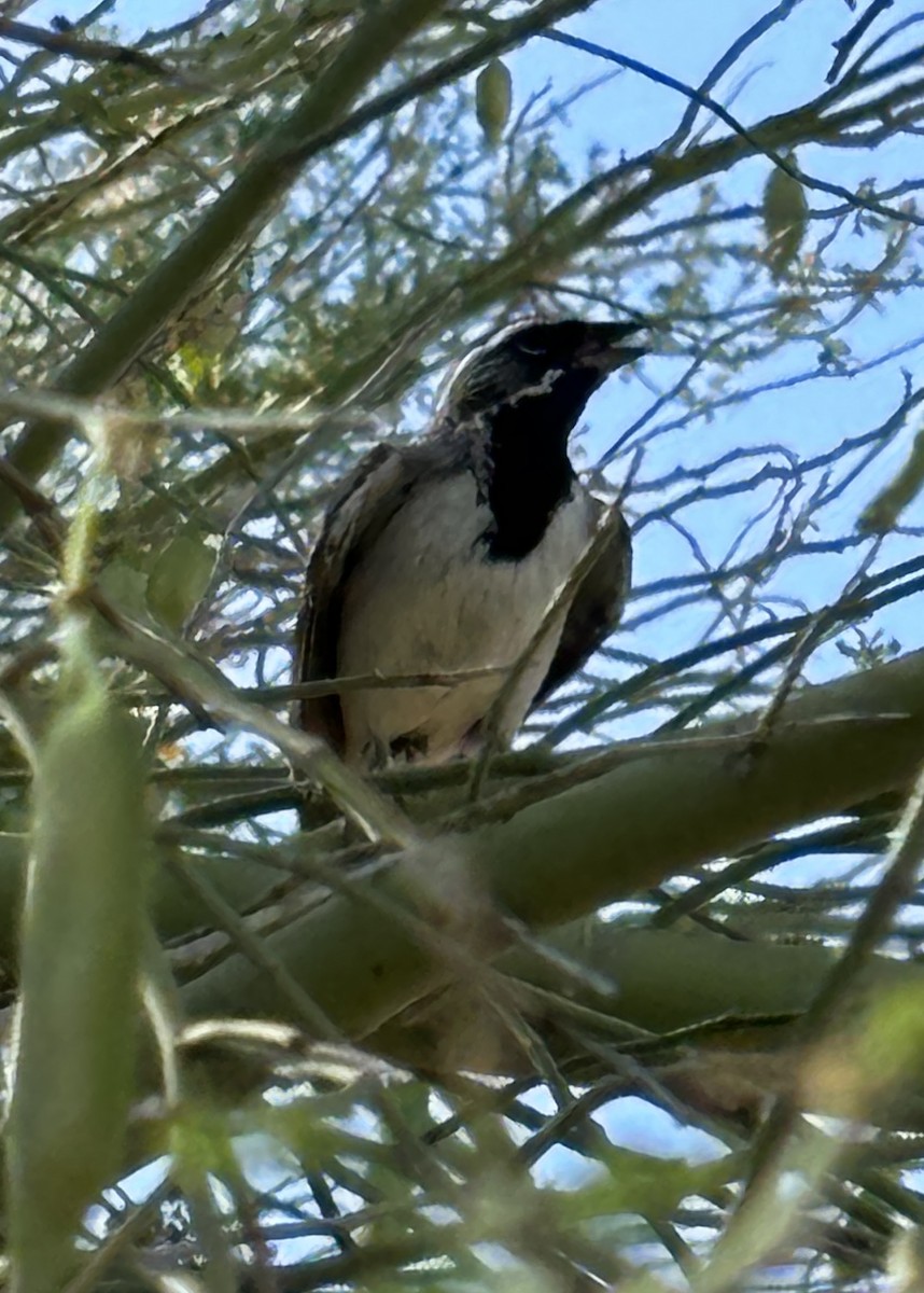 Black-throated Sparrow - ML619940747