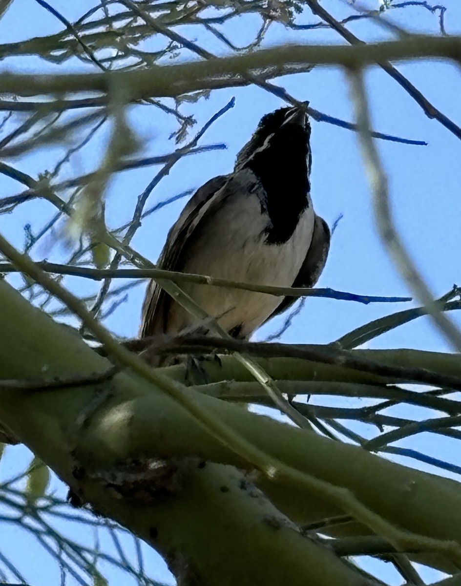 Black-throated Sparrow - ML619940748