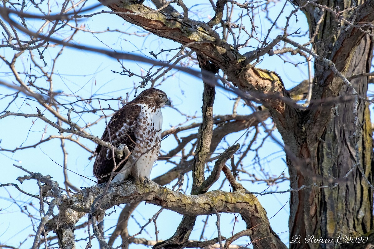 Red-tailed Hawk - ML619940753