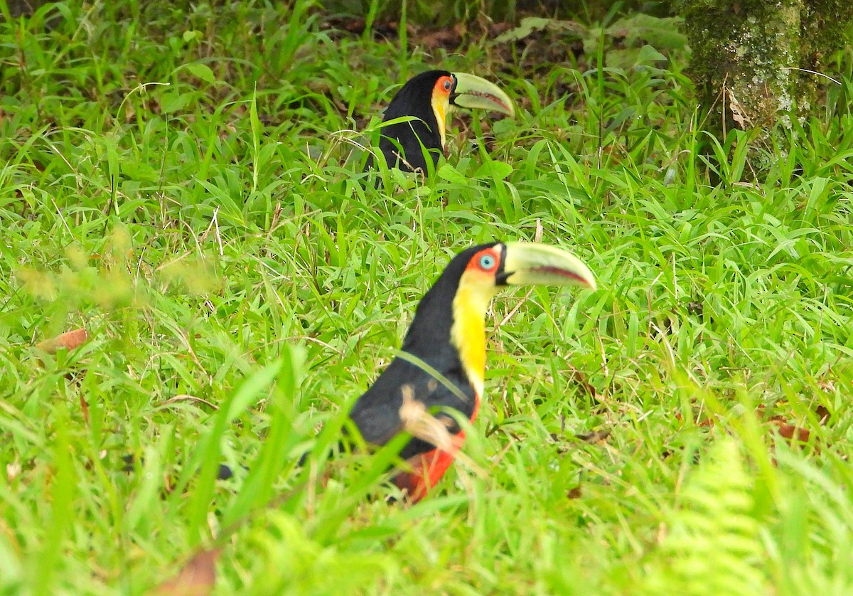 Red-breasted Toucan - ML619940754