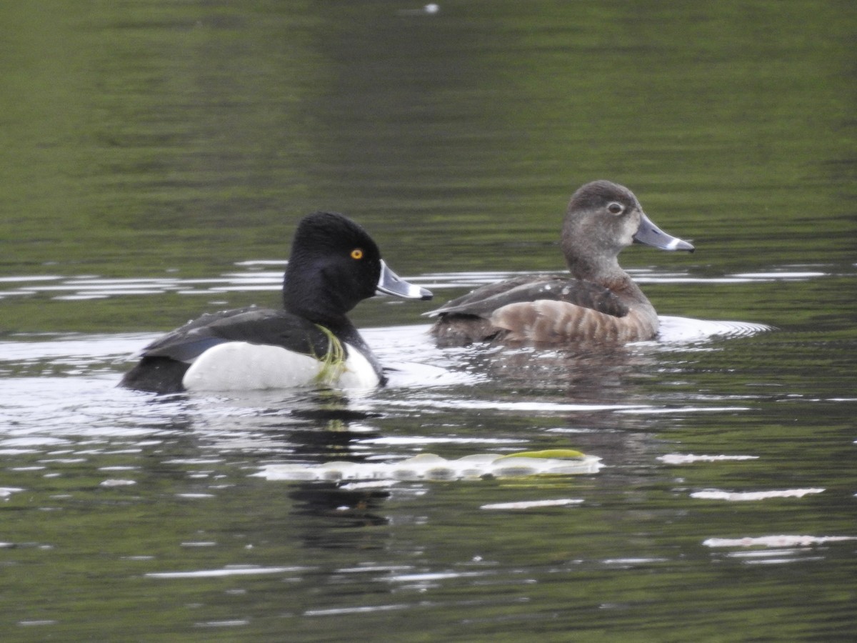 Ring-necked Duck - ML619940755