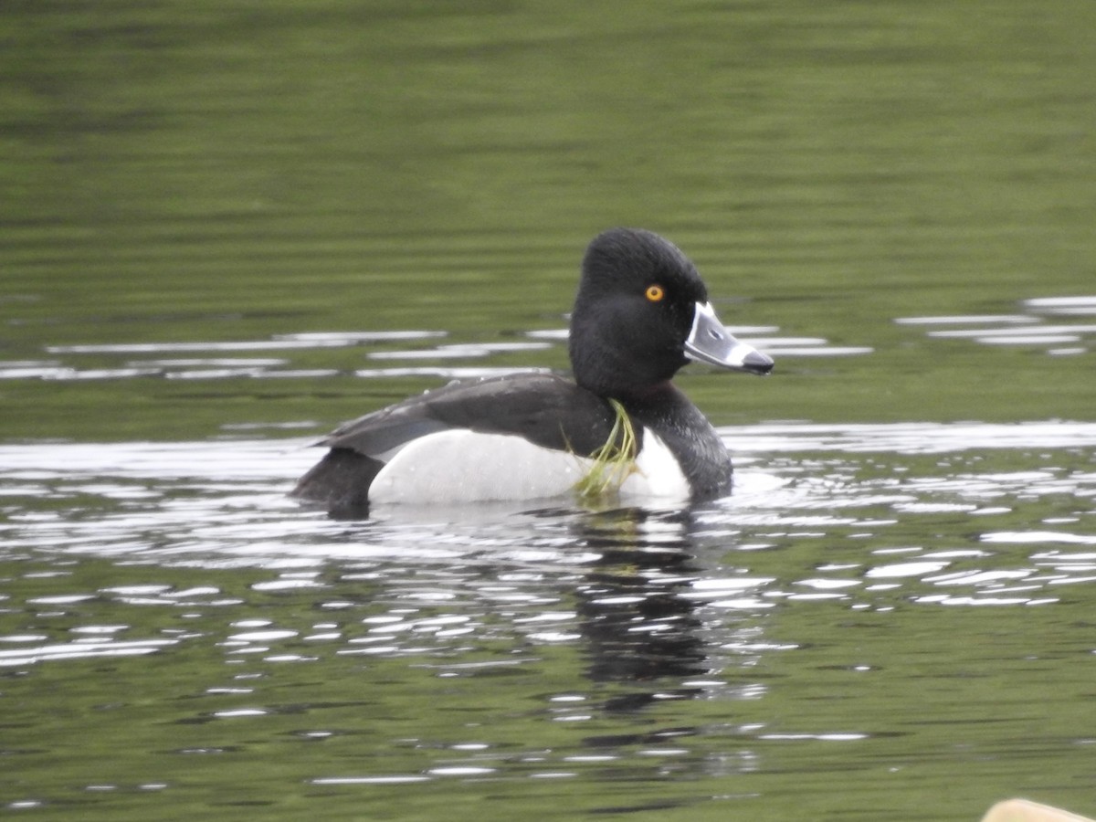 Ring-necked Duck - ML619940760