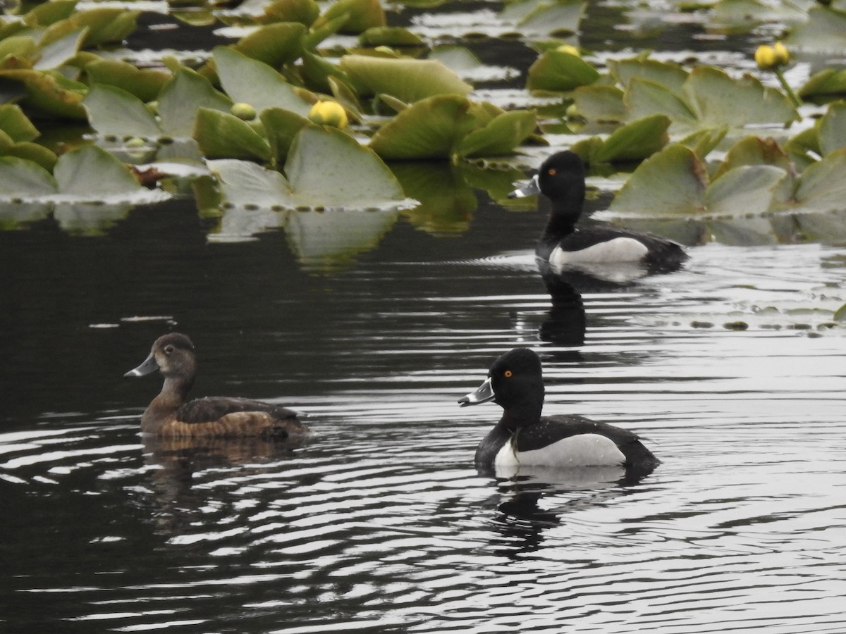 Ring-necked Duck - ML619940766